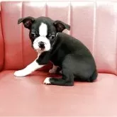 ボストンテリア
