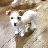 ジャックラッセルテリア