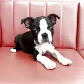 ボストンテリア