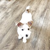 ジャックラッセルテリア