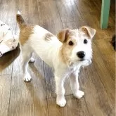 ジャックラッセルテリア