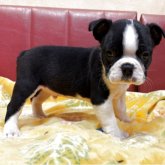 ボストンテリア