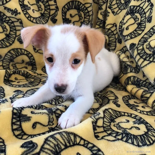 ID：2107-04182の子犬
