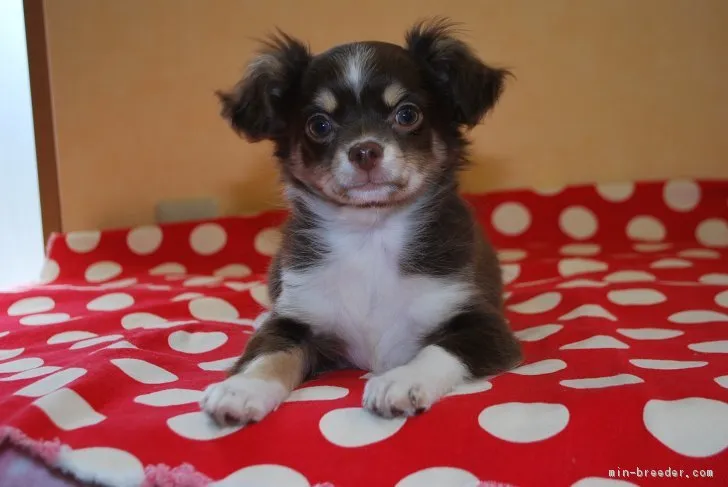 ID:1703-00151の子犬