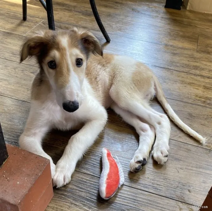 ボルゾイ【京都府・女の子・2023年6月12日・ホワイト&amp;レッド】の写真1