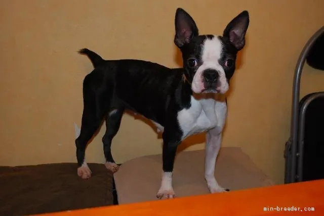 H.O 様のお迎えした子犬