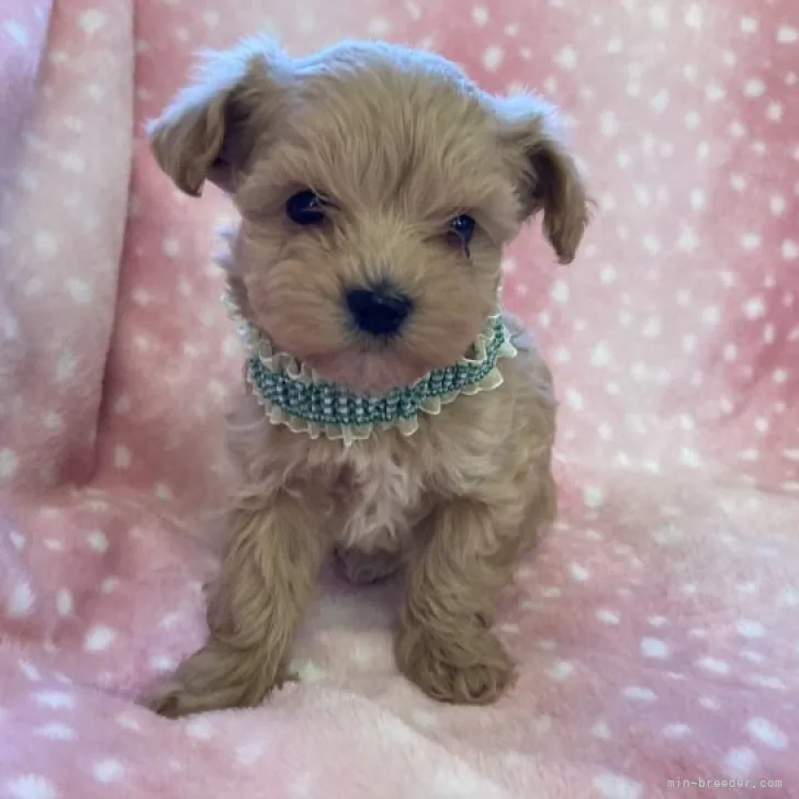 ID:2304-05209の子犬