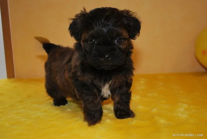 ID：1701-00243の子犬