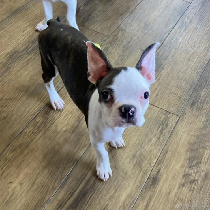 らんともさん 様のお迎えした子犬