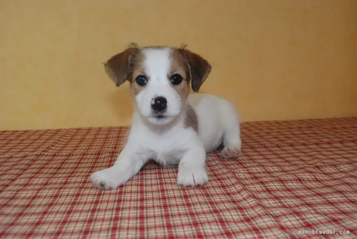 ID:1809-02882の子犬