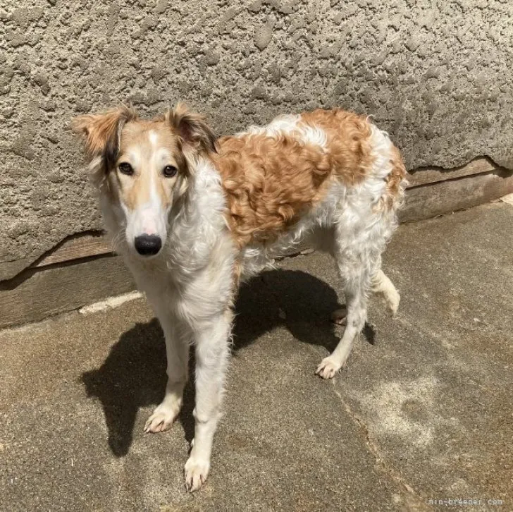 ID:2210-01895の子犬