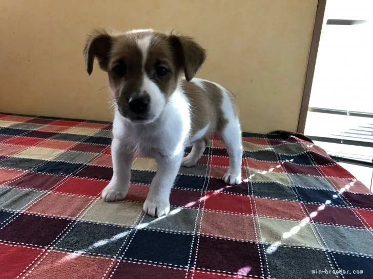 ID:2111-01476の子犬