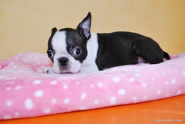 ID:1806-01696の子犬