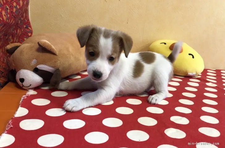 ID：2112-00222の子犬