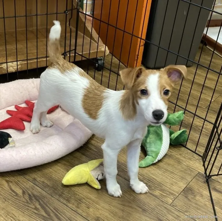 ID:2308-04117の子犬