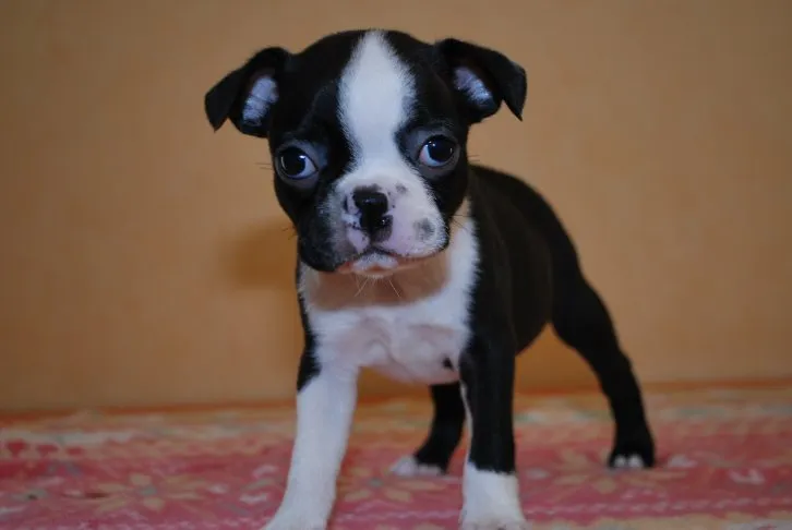 ユリ 様のお迎えした子犬