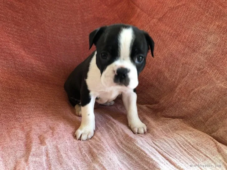 ID：2106-03169の子犬
