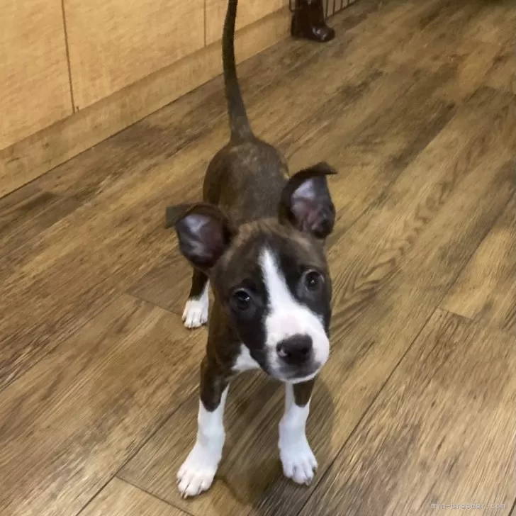 ID:2409-04866の子犬