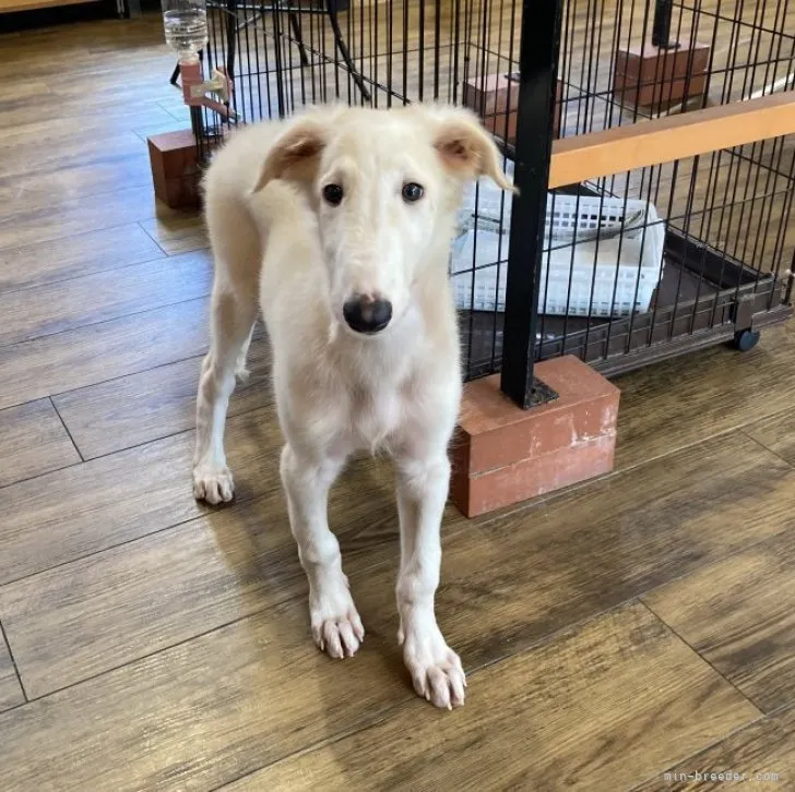 ID:2307-06683の子犬