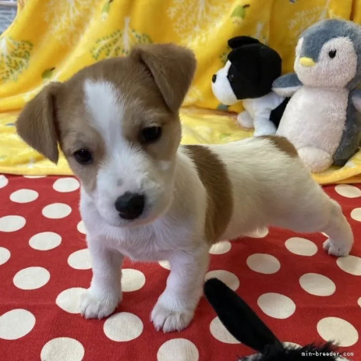 ID：2302-01982の子犬