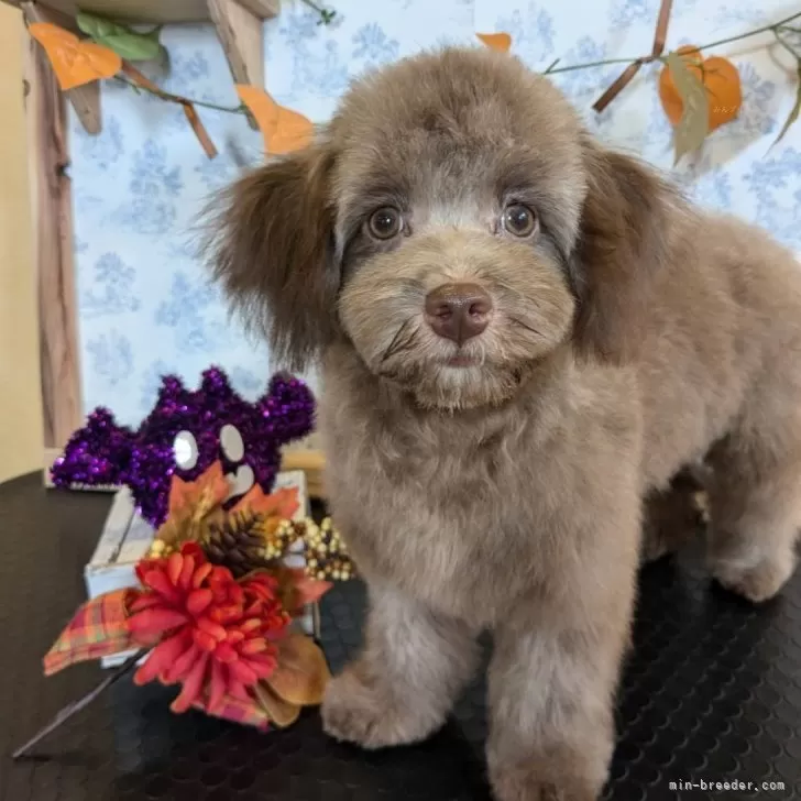 Y.K 様のお迎えした子犬