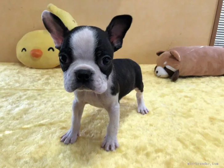 M.K 様のお迎えした子犬