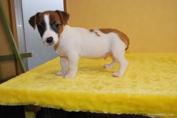 ID：1709-01172の子犬