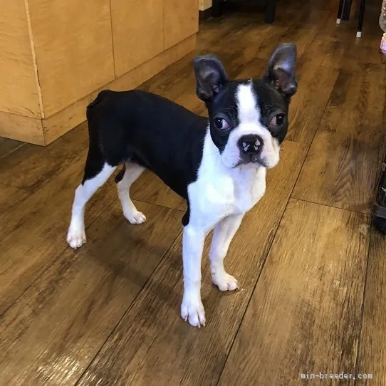 匿名 様のお迎えした子犬