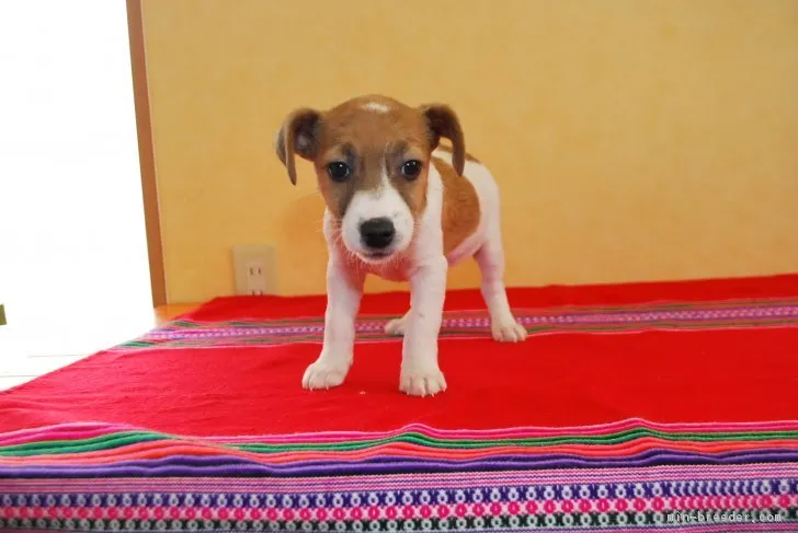 ID:1711-00441の子犬