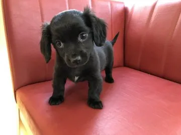 チワックス 茨城県のチワックス(チワワ×ダックスフンド)の子犬を探す