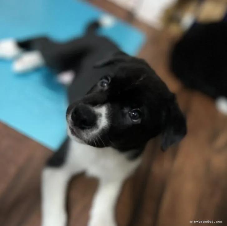 ID:2207-04116の子犬