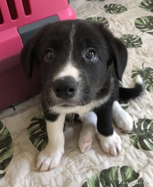 オカピー 様のお迎えした子犬