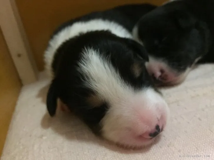 ID:1711-00055の子犬