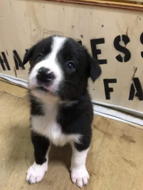 ID:1711-00050の子犬