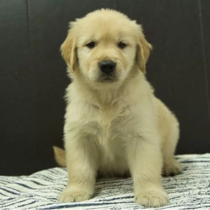 ゴールデンレトリバー【静岡県・男の子・2025年8月22日・ゴールデン】の写真1