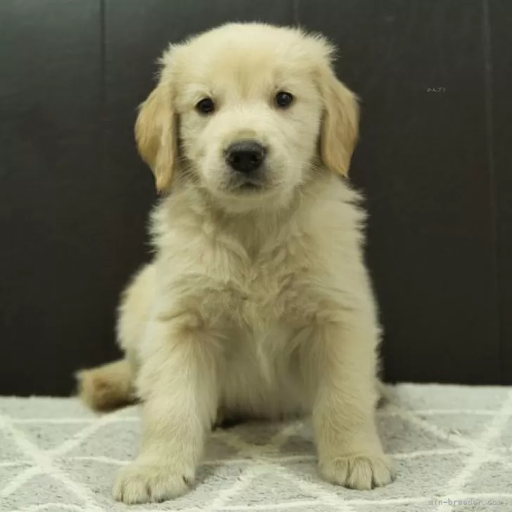 ID:2503-03534の子犬