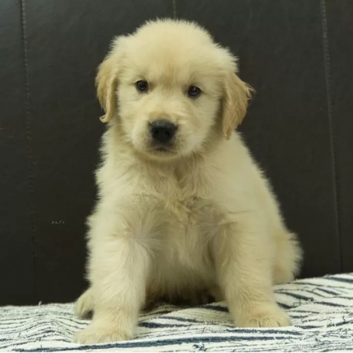 ID：2509-07064の子犬