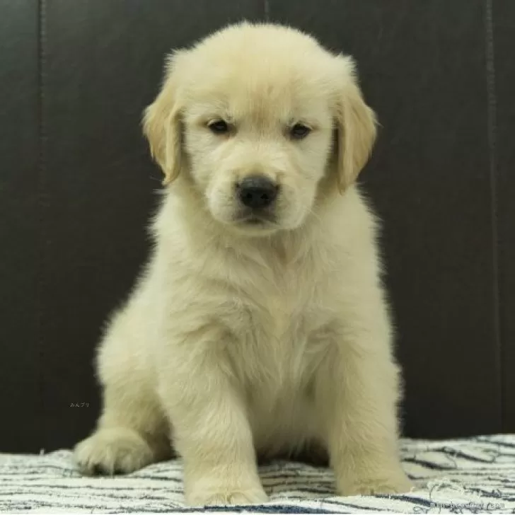 ID：2509-07068の子犬