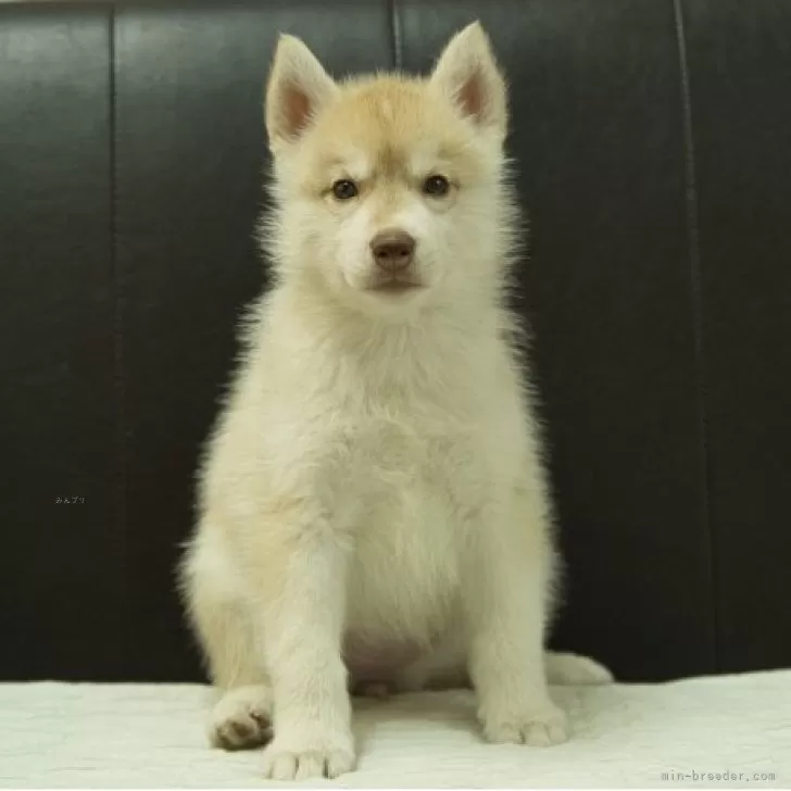 シベリアンハスキー【静岡県・女の子・2025年8月26日・レッド&amp;ホワイト】の写真1