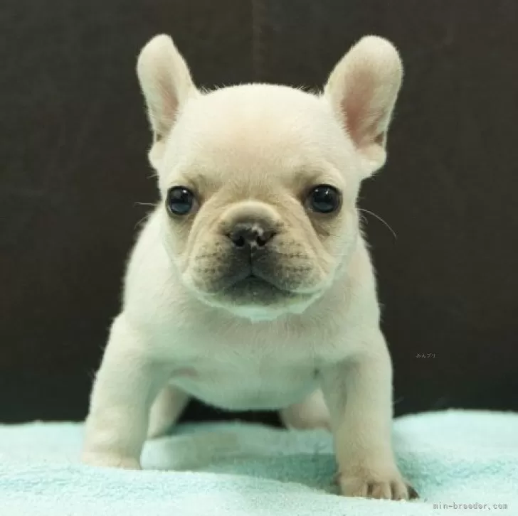 ID:2502-01574の子犬