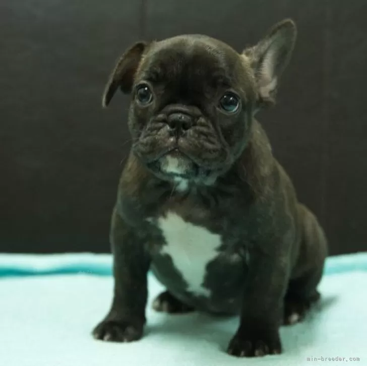 ID:2412-05659の子犬