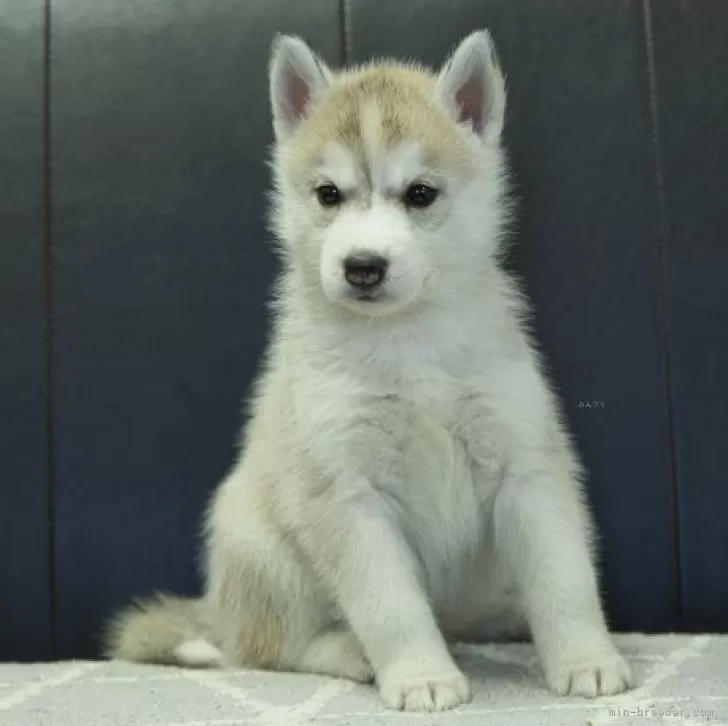 ID:2412-05687の子犬