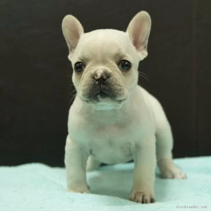 ID:2502-01570の子犬