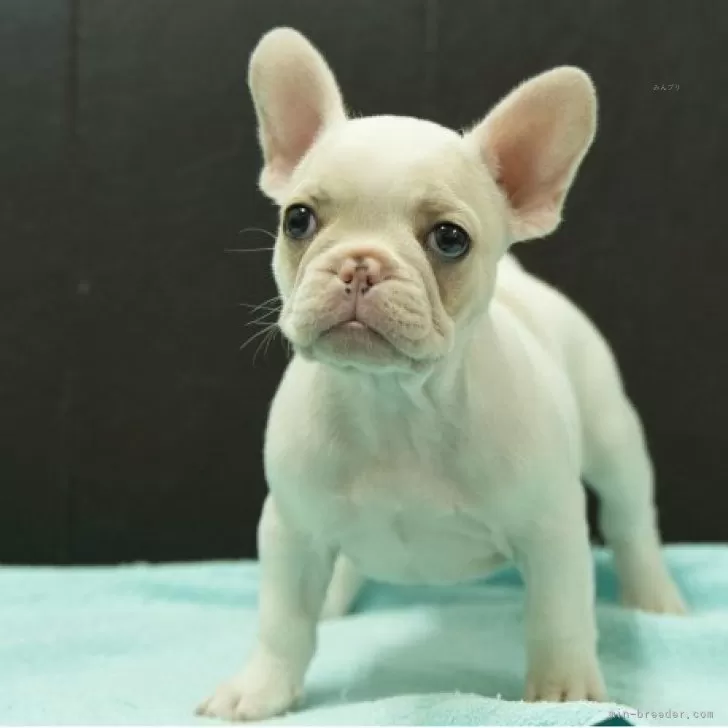 フレンチブルドッグ【静岡県・女の子・2025年9月5日・パイド】の写真1