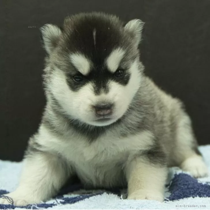 ID：2509-03228の子犬