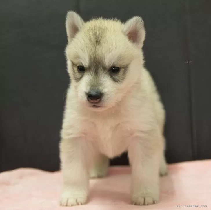 ID:2501-07494の子犬