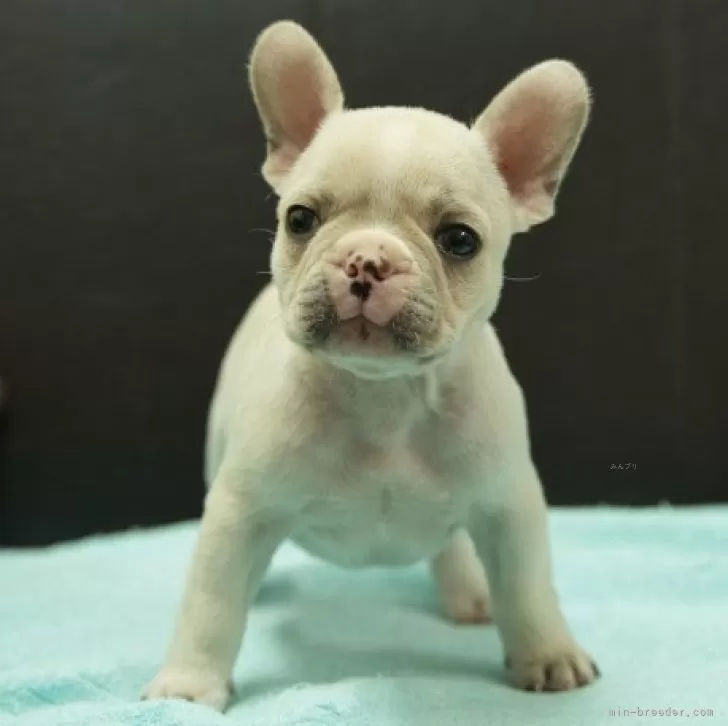 ID:2502-01567の子犬