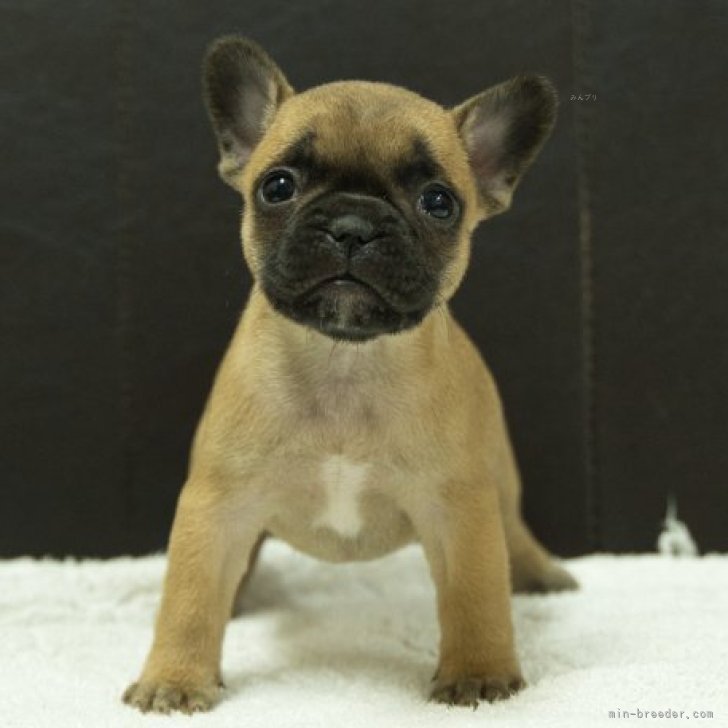 ブリーダー画像