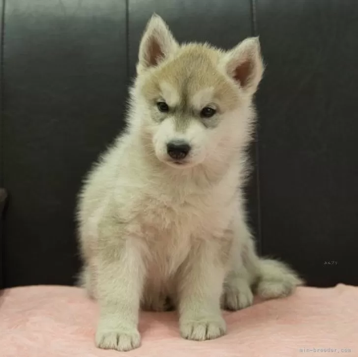 ID:2412-05683の子犬