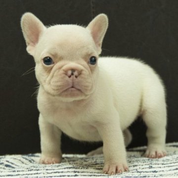 フレンチブルドッグ【静岡県・女の子・2025年9月5日・パイド】の写真「人気のパイドです」